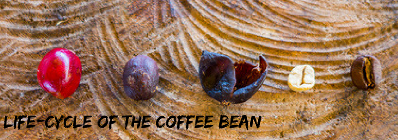 Life-cycle of the coffee bean