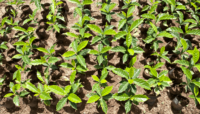 Field Of Organic Coffee Growing