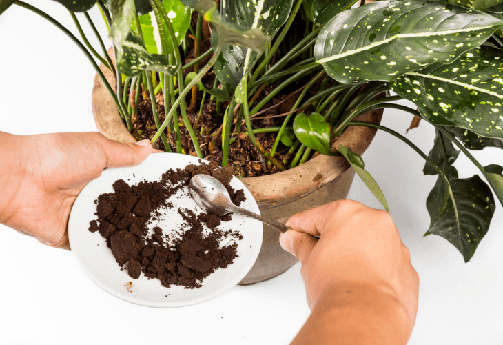 Spent ground coffee applied into a potted plant as natural fertilizer  