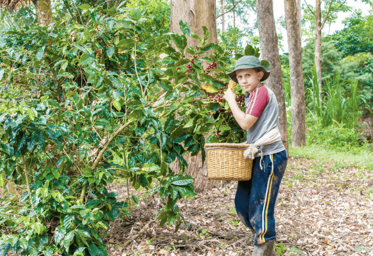 Young boy picking coffee cherries