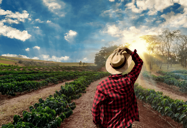 Coffee farmer walking off field at sunset