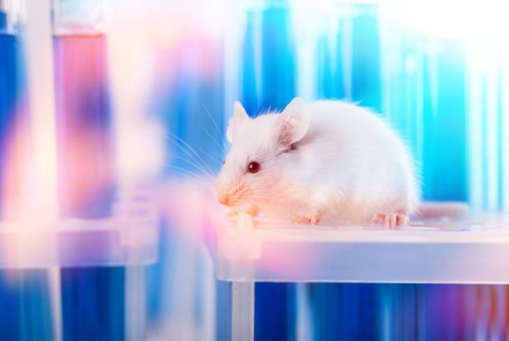 Research lab with a white rat