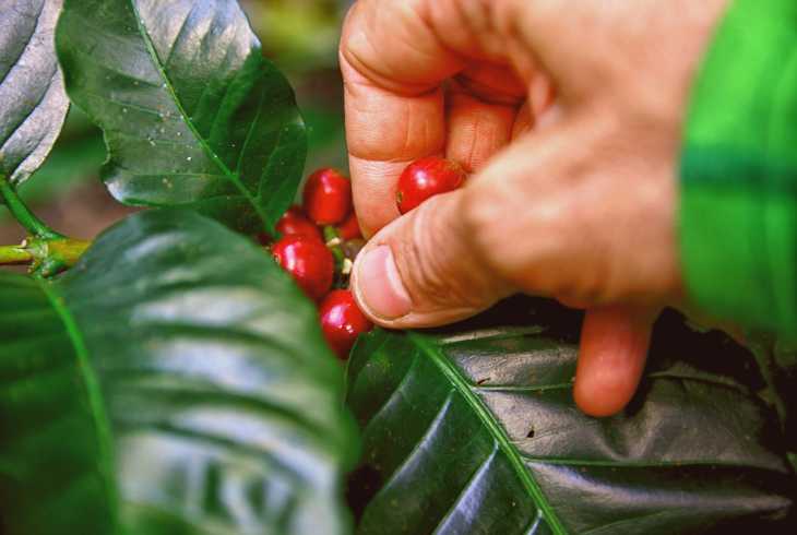 Hand picking coffee cherries 