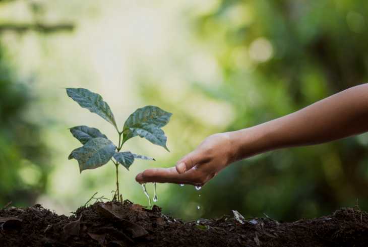 Young coffee plant growing in the earth