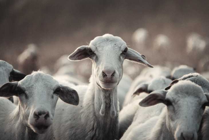 Wide eyed goats after eating coffee beans